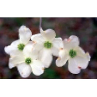 COMPREHENSIVE PAIN CARE MED. CTRS., INC. logo image